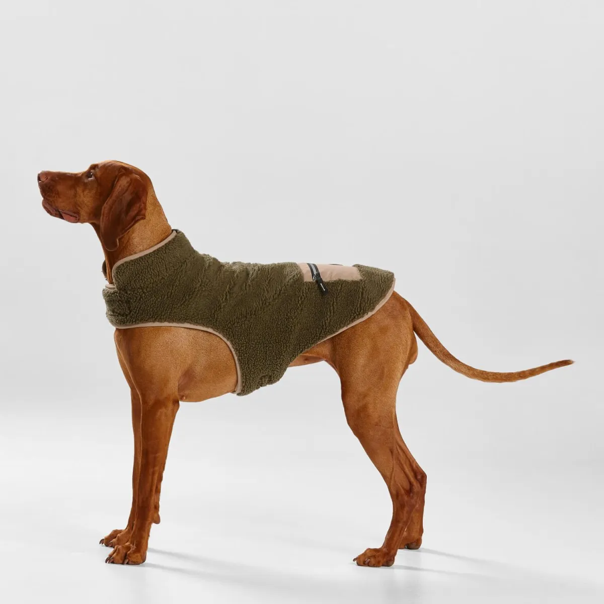 Teddy Dog Coat with Pocket